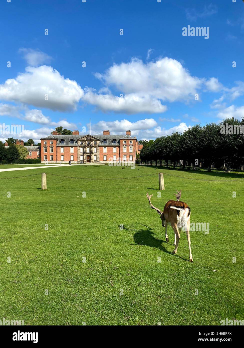 A deer feeding at Dunham Massey National Trust, England Autumn/Winter