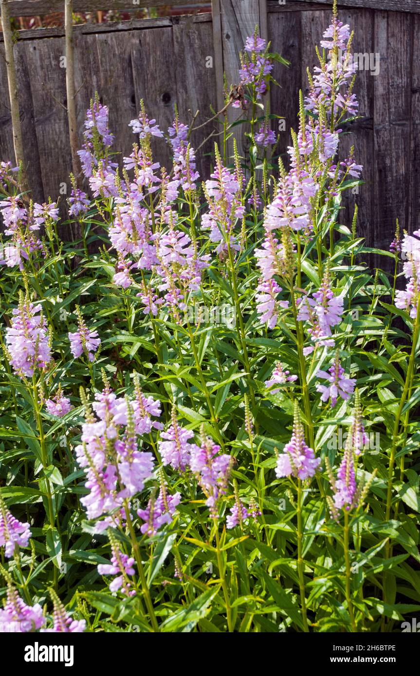 Physostegia virginiana rosea a deciduous perennial that is fully hardy has pink flowers that stay in position when moved also called Obedient plant Stock Photo