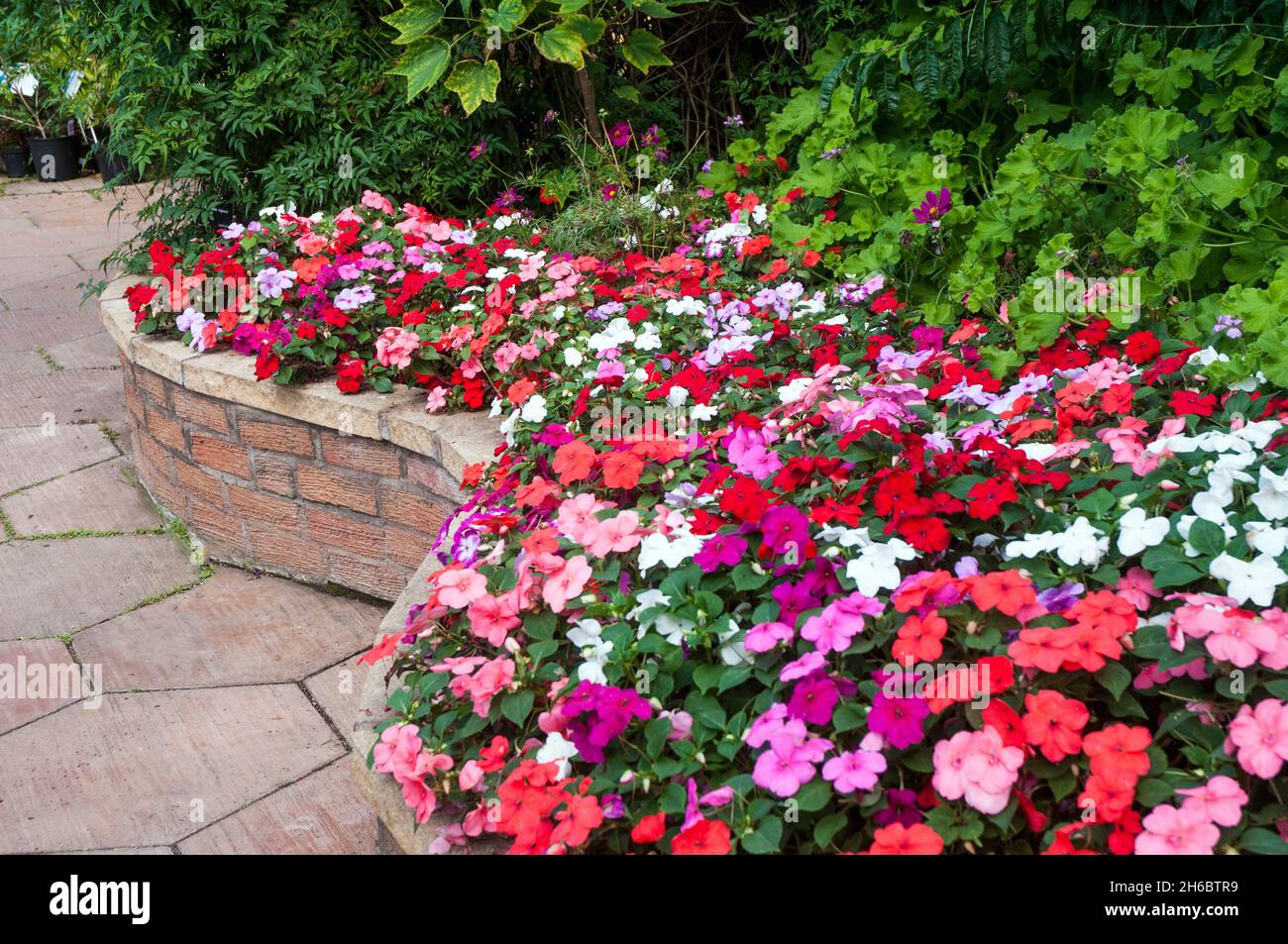Impatiens Busy Lizzie in mixed colours of red pink salmon orange and white growing in a curved style brick built raised flower in summer Stock Photo