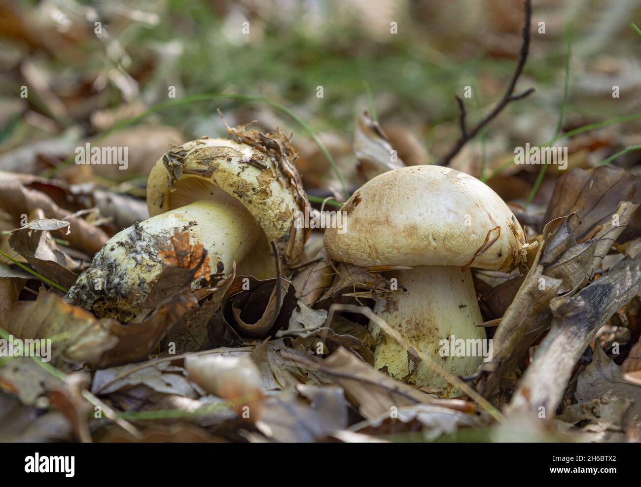 A selective focus shot of Hygrophorus pudorinus mushrooms,  blushing waxycap Stock Photo