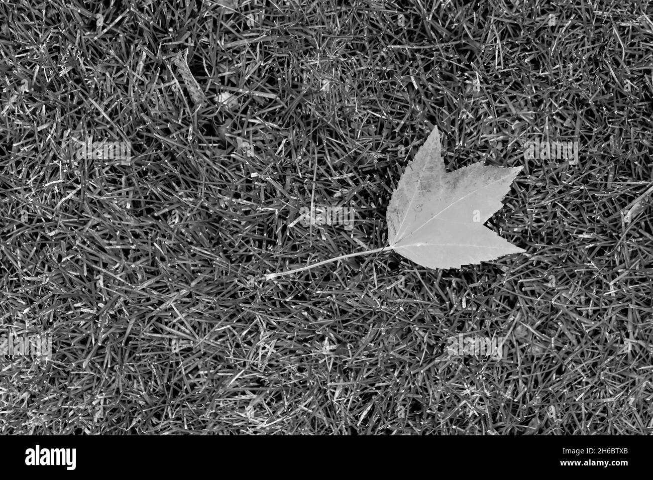 colorful Autumn leaf on the ground Stock Photo