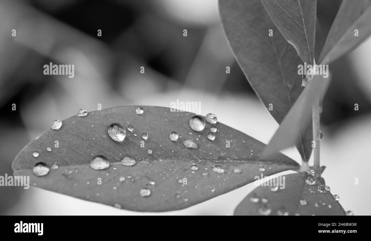 rain droplets on the Autumn leaf Stock Photo - Alamy