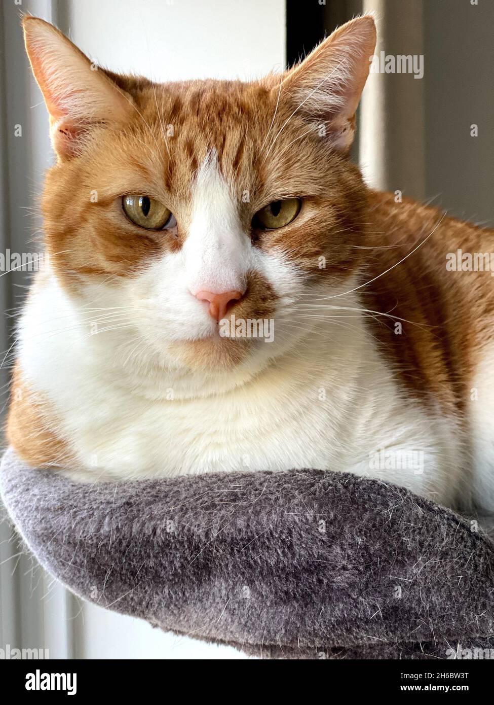 Furry kitty hi-res stock photography and images - Page 30 - Alamy