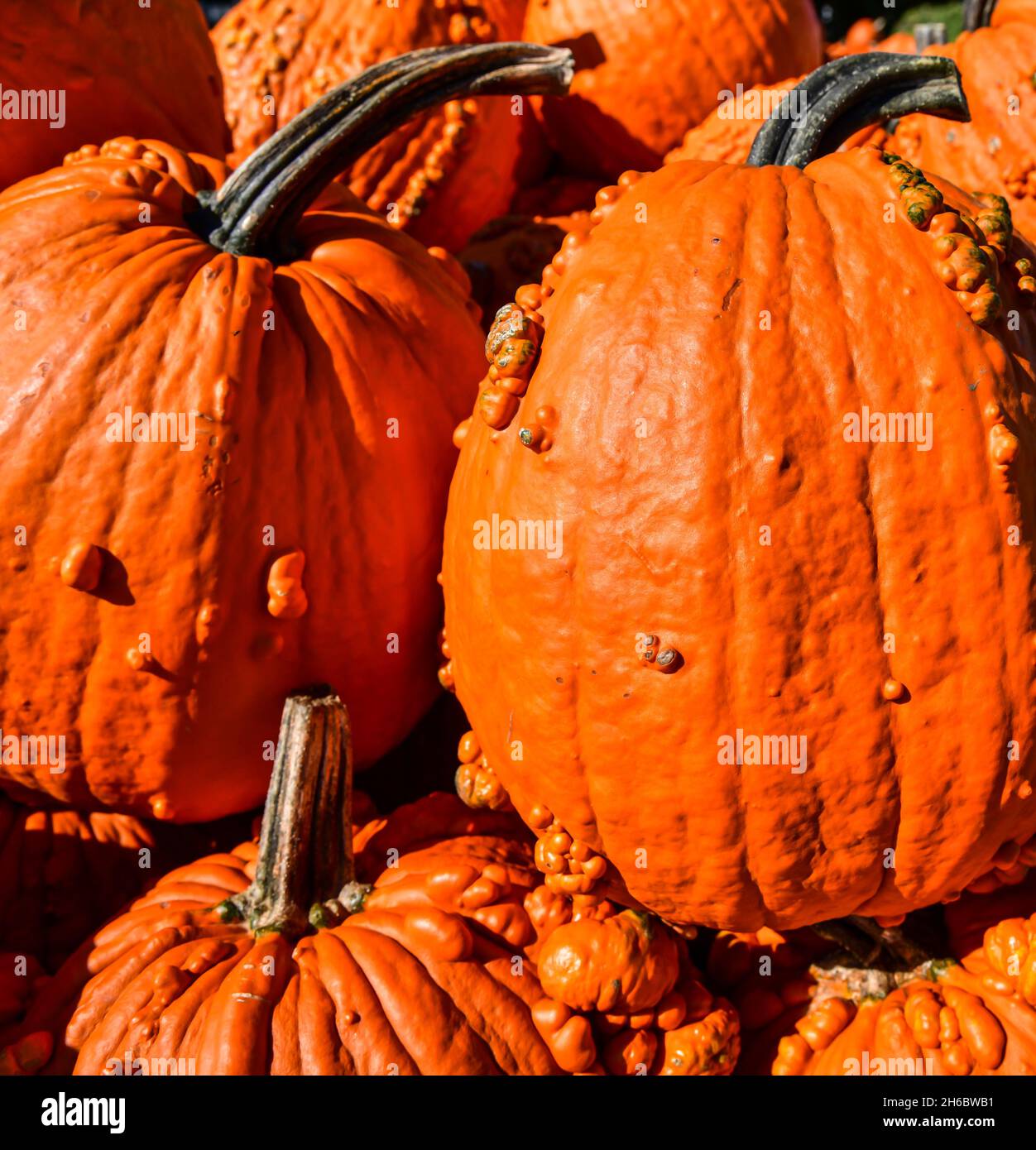 Big orange pumpkins at the pumpkin farm Stock Photo