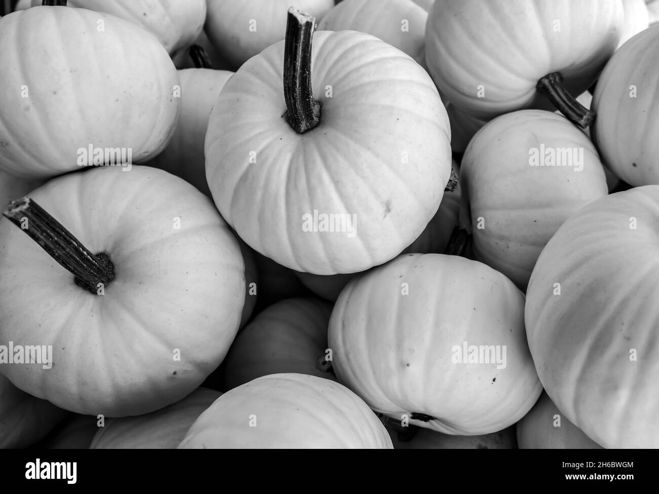 Pumpkins harvest Black and White Stock Photos & Images - Alamy