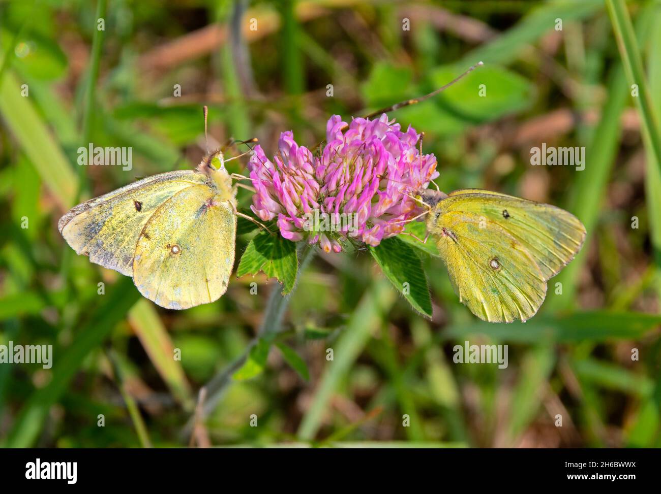 Common Sulfur Butterflies, Colias philodice, also called Clouded Sulfur feeding on Red Clover, Trifolium pratense, blossom. Stock Photo