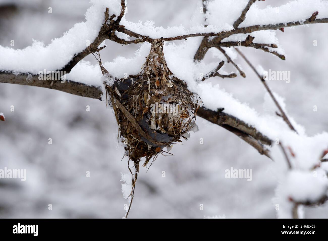 Warbling Vireo, Vireo gilvus nest in snow, early winter snowfall, Wisconsin, USA Stock Photo