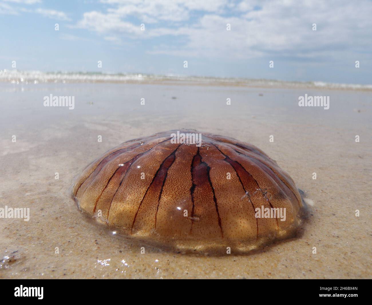 A northern sea nettle jellyfish on the sandy coast in summer Stock Photo