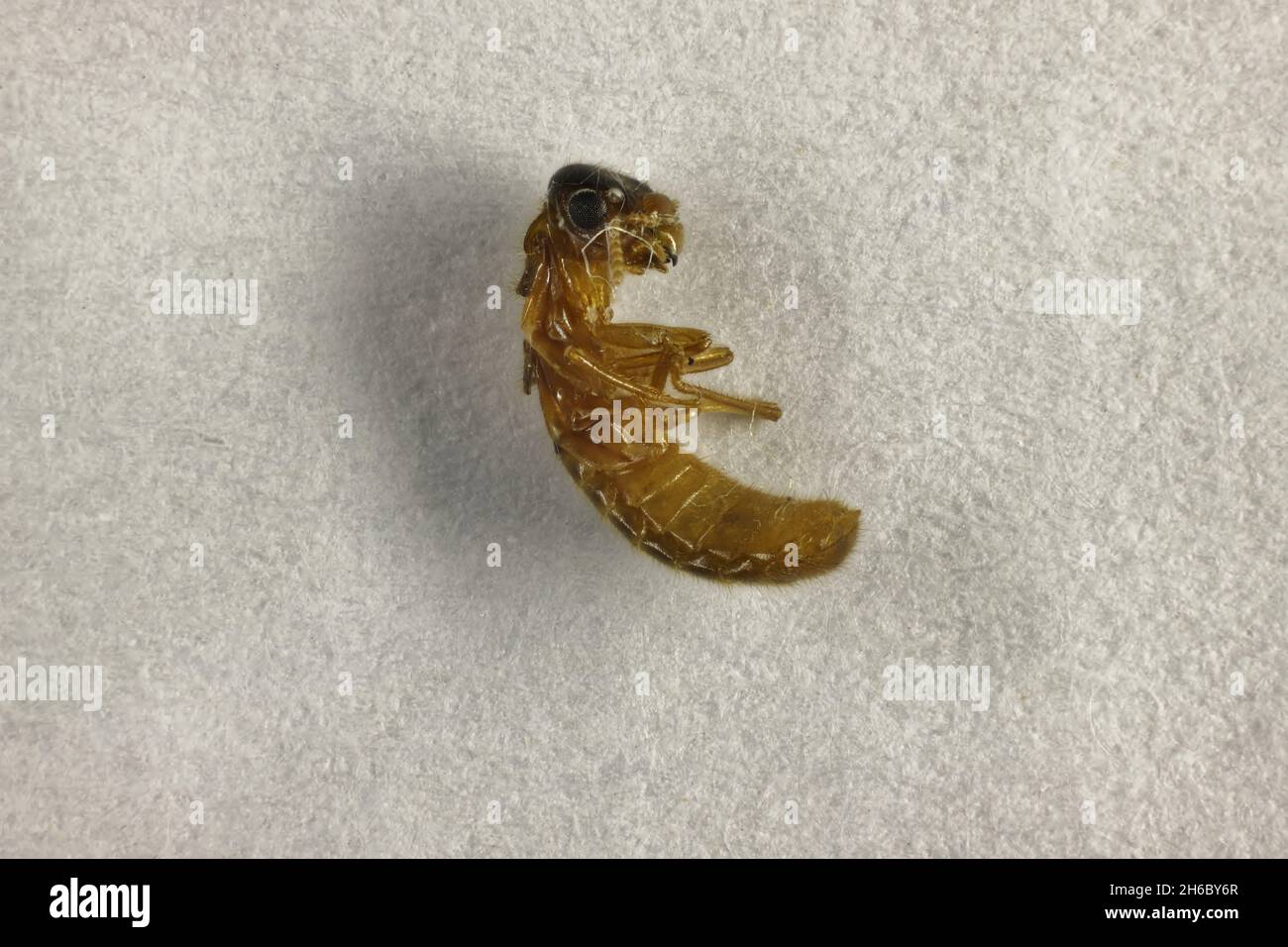 Termite Australia High Resolution Stock Photography And Images Alamy