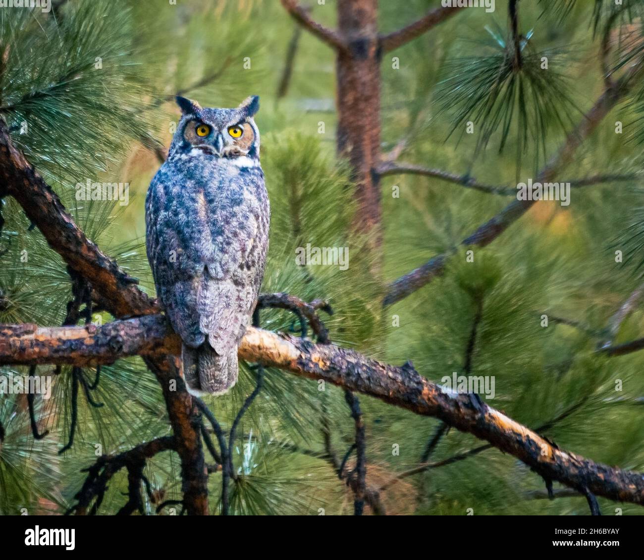 Great horned owl in a ponderosa pine tree looking over its shoulder.   Captured in Lassen County, California, USA. Stock Photo