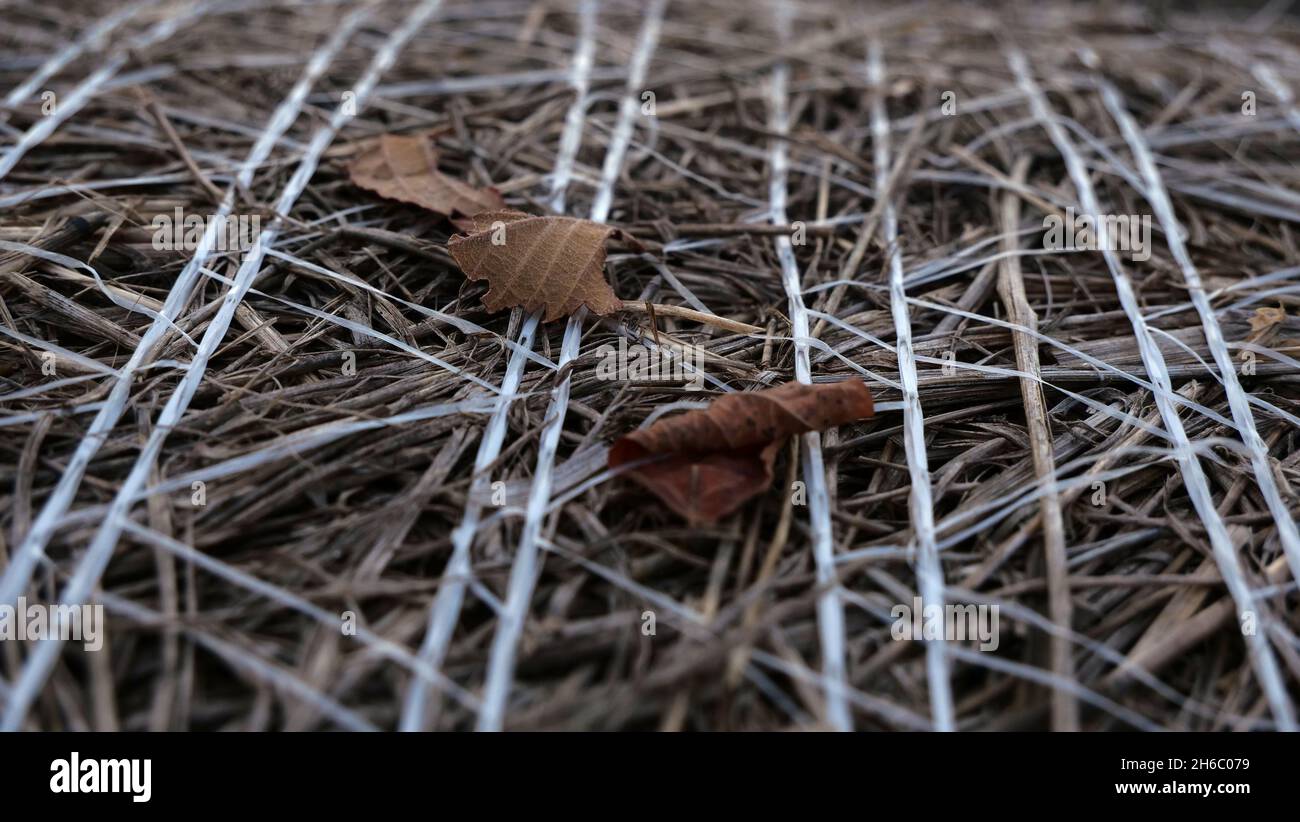 A closeup shot of dead leaves on the dried surface Stock Photo