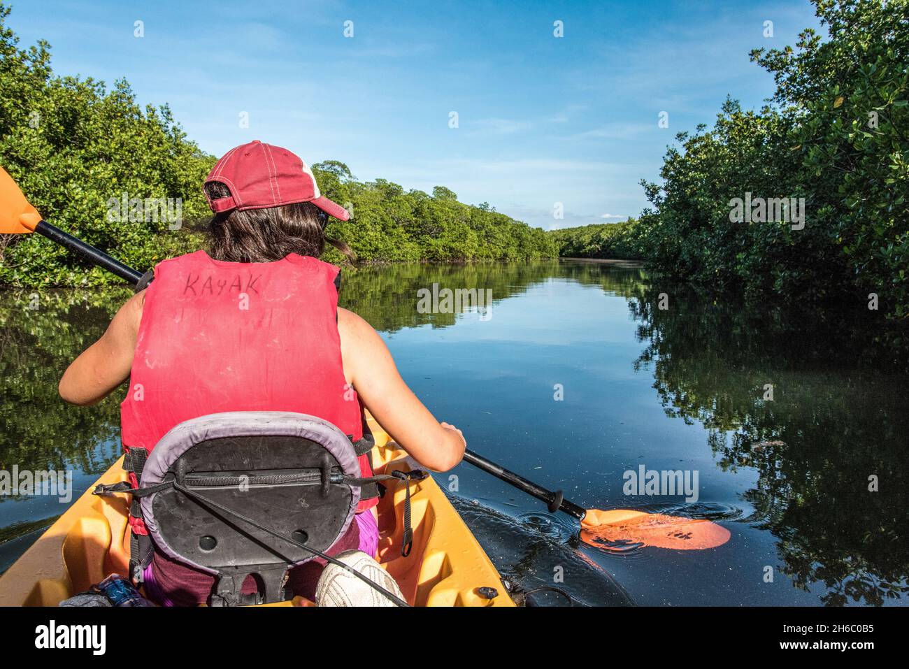 Canoeing through the Everglades swamp in Florida, USA Stock Photo Alamy