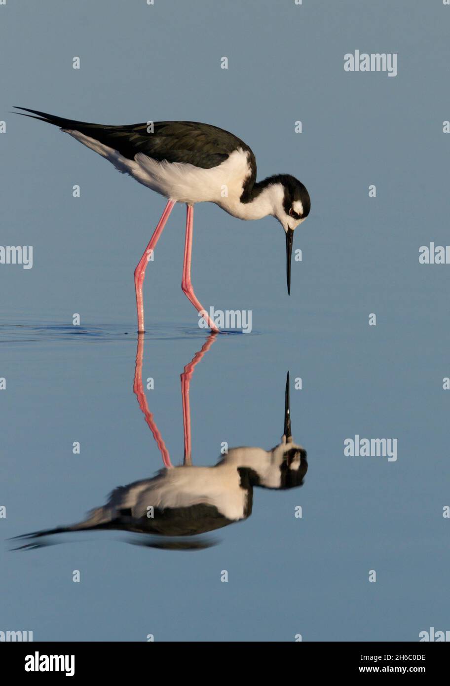 Black-necked stilt (Himantopus mexicanus) wading with reflection in quiet blue shallow water, Galveston, Texas, USA. Stock Photo