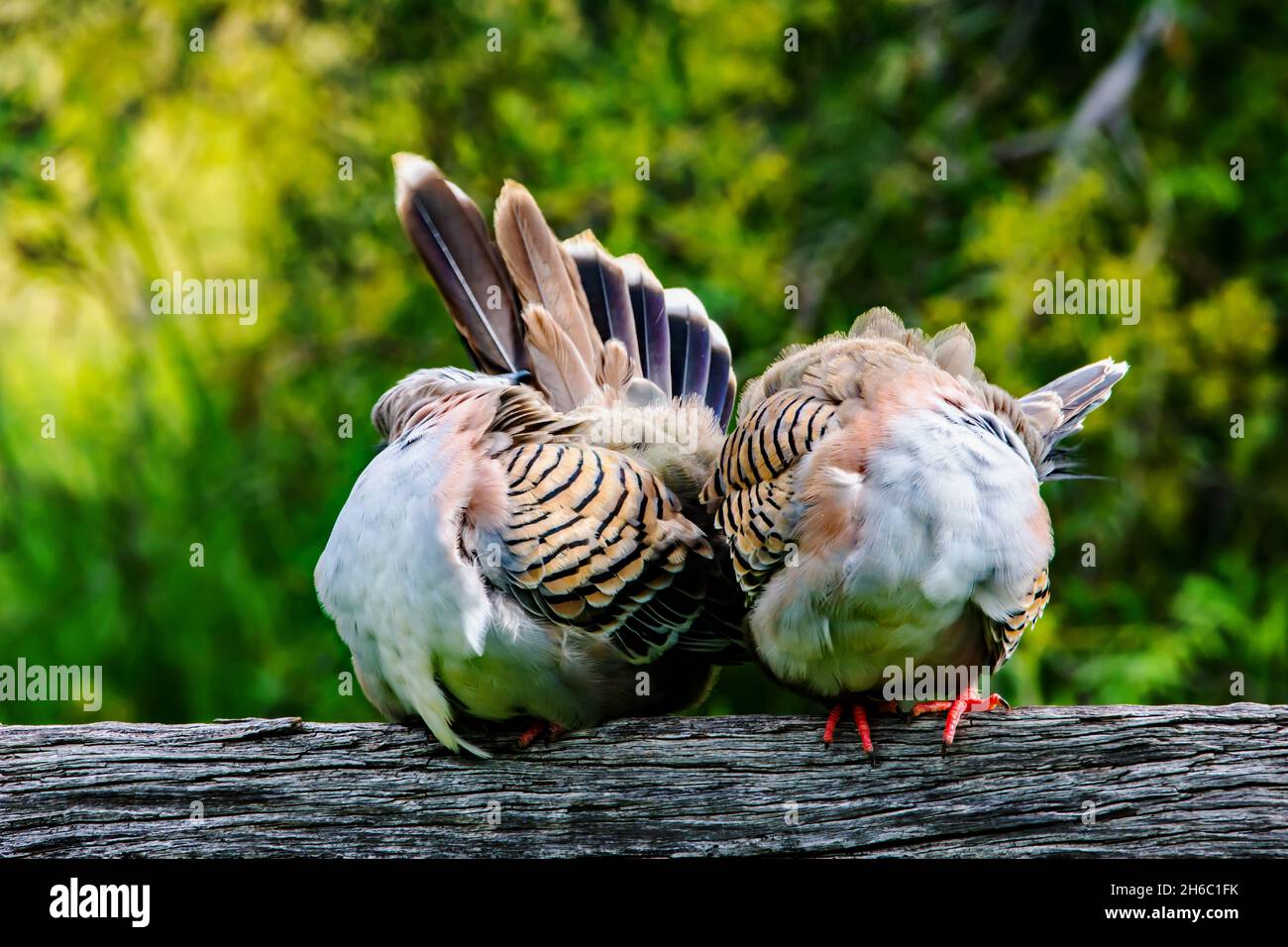 Two Australian  Crested Pigeons Ocyphaps lophotes preening on a fence rail. Stock Photo
