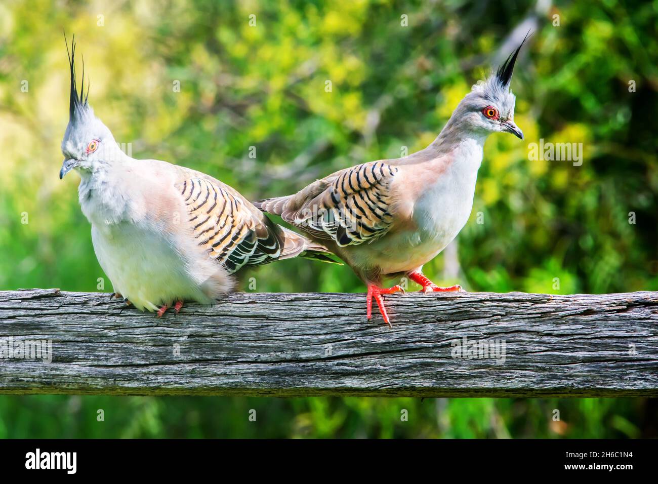 Two Australian Crested Pigeons, Ocyphaps lophotes, at rest on a fence rail. Stock Photo