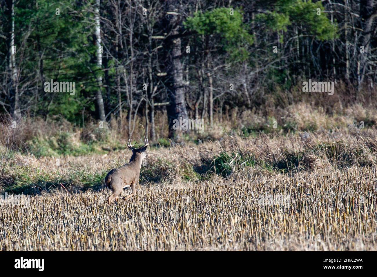 White-tailed deer buck  (odocoileus virginianus) running across a Wisconsin cornfield during the rut in November, horizontal Stock Photo