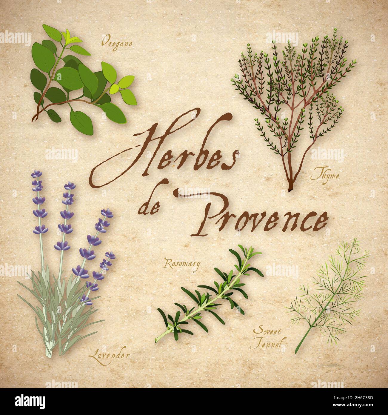 Rosemary lavender garden hires stock photography and images Alamy