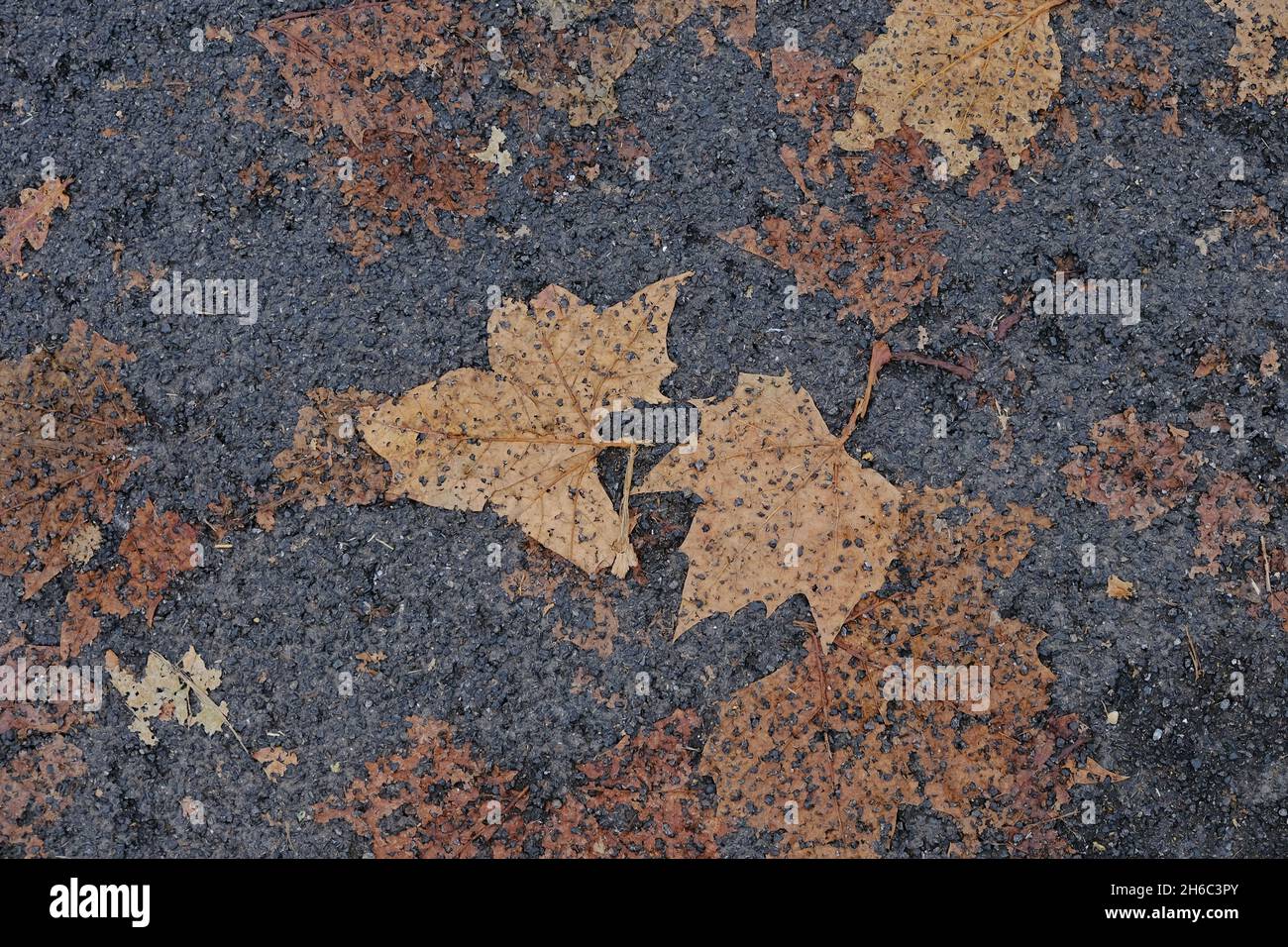 London, UK. Fallen plane tree leaves are embeded in the road after vehicles drive over the tarmac Stock Photo