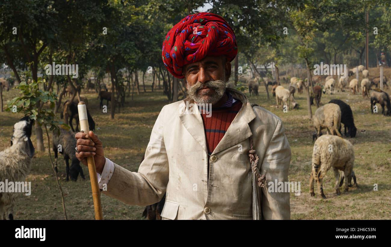 High-Resolution Image: Shepherd Herding Sheep #rajasthansheep, #indianshepherd, #thar desertsheep, #rajasthanlandscape, #ruralindia, Stock Photo