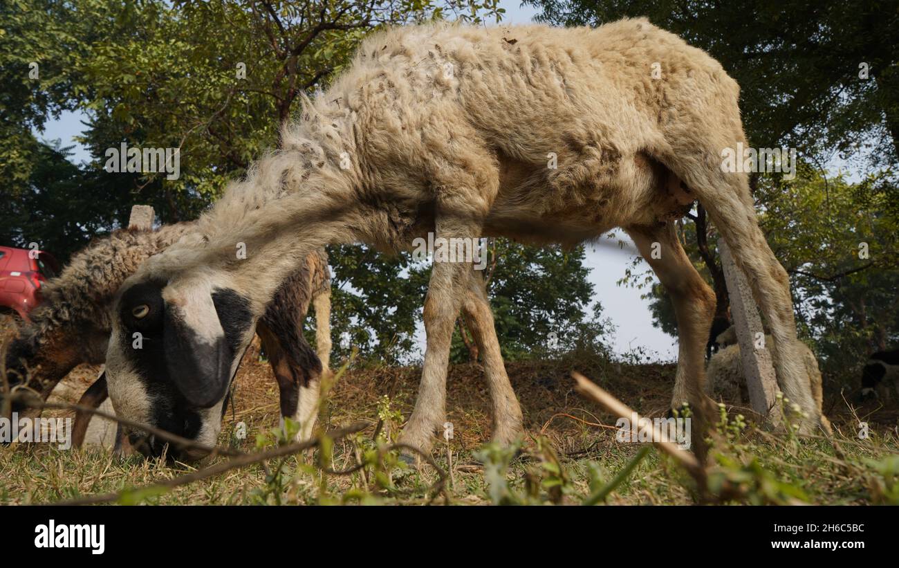 High-Resolution Image: Shepherd Herding Sheep #rajasthansheep, # ...