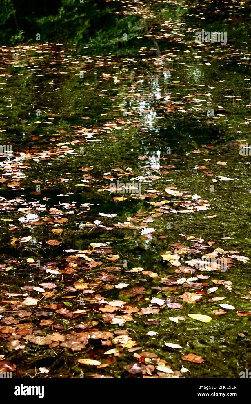 Leaves float on the water in the pond at Brookside Gardens Stock Photo