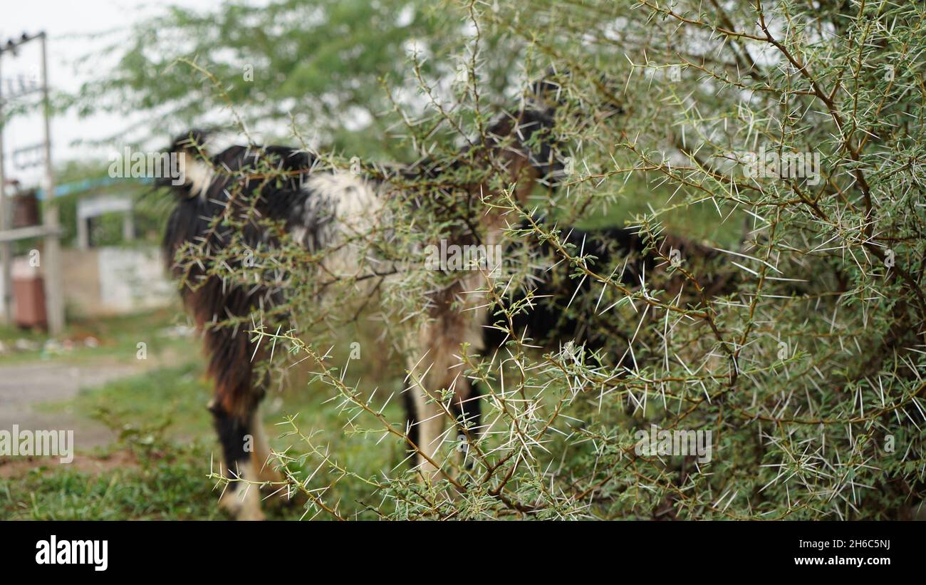 High-Resolution Image: Shepherd Herding Sheep #rajasthansheep, #indianshepherd, #thar desertsheep, #rajasthanlandscape, #ruralindia, Stock Photo