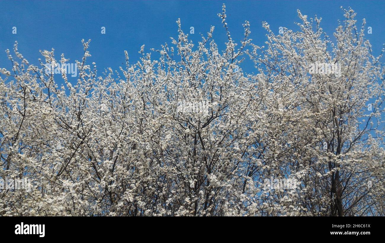 vertical shot of organic fresh java plum on tree with... Low angle shot of blossoming plum trees under the sunlight and a blue ...