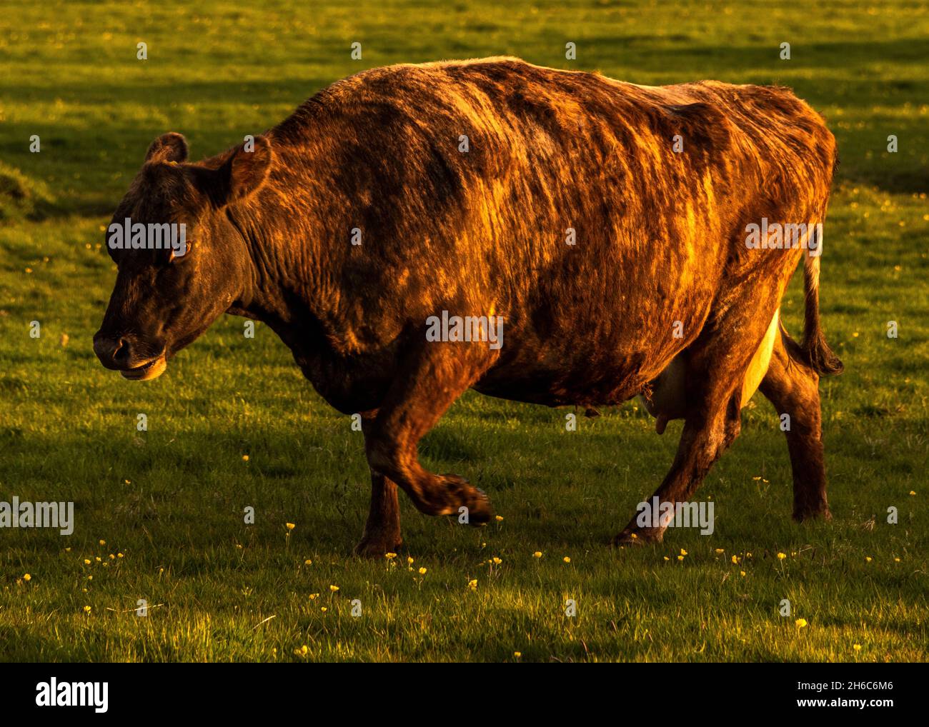 Icelandic cow Stock Photo