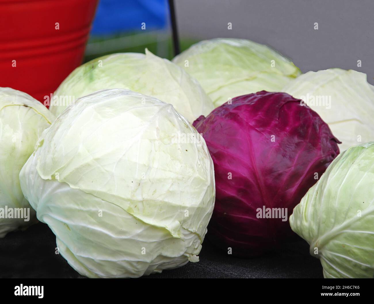Harvest of white and red cabbage on table Stock Photo