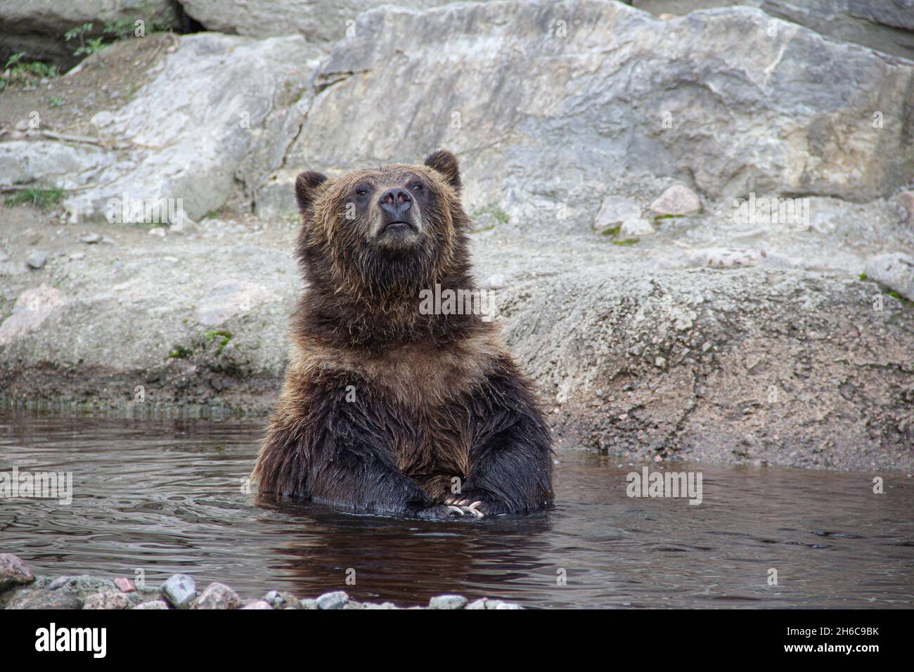 Grizzly Bear, Funny Animals Stock Photo