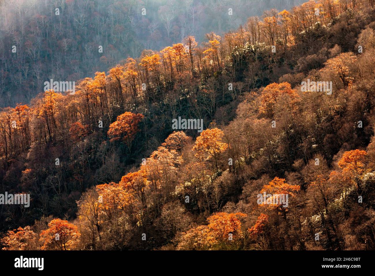 Rusty late fall foliage in the Blue Ridge Mountains - near Asheville, North Carolina, USA Stock Photo