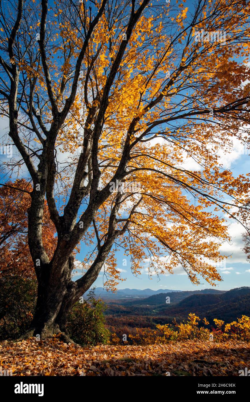 Fall foliage on the Blue Ridge Parkway - Chestnut Cove Overlook - Asheville, North Carolina, USA Stock Photo