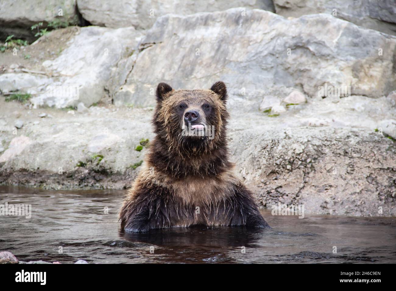 Grizzly in Bath, Bear Stock Photo