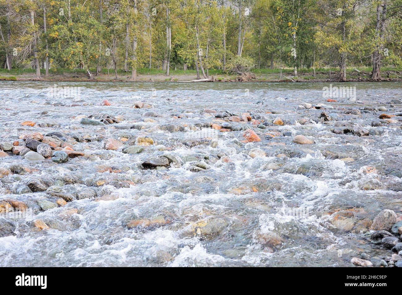 A stormy stream of a shallow mountain river with stones sticking out ...