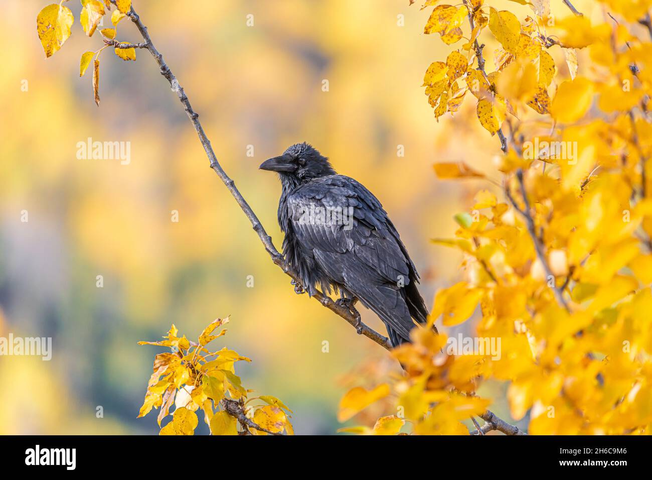 Yellow fall, autumn leaves in September with a small black raven seen in view. Stock Photo