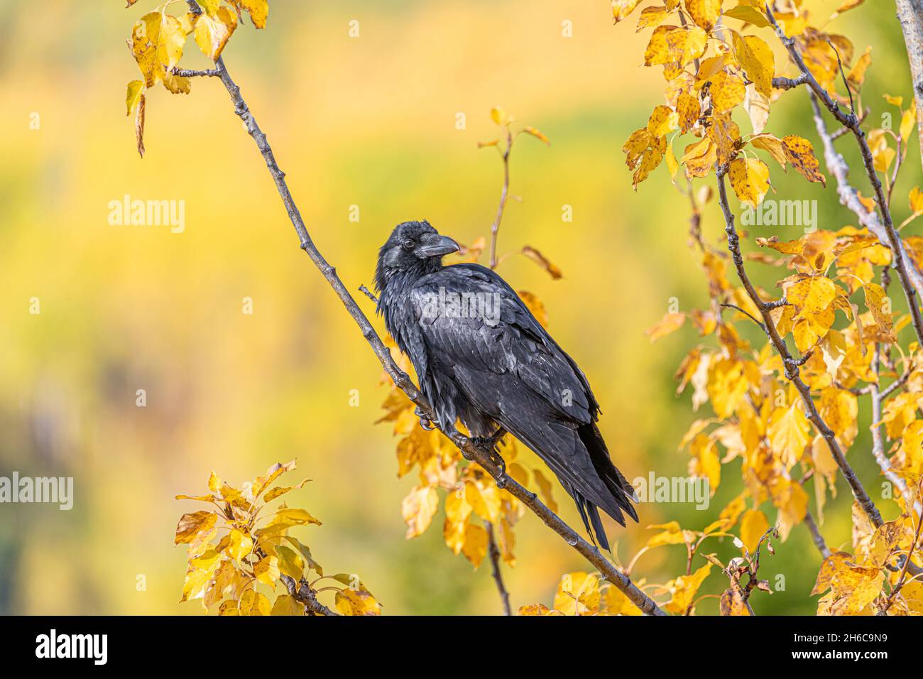 Wild raven seen in fall, autumn in northern Canada. Yellow background with black bird. Stock Photo