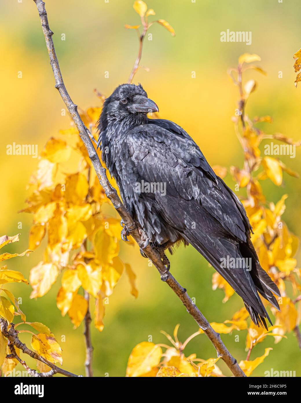 Healthy Raven seen in the wild with stunning, shiny coat and yellow, fall, autumn leaves with blue sky background. Stock Photo