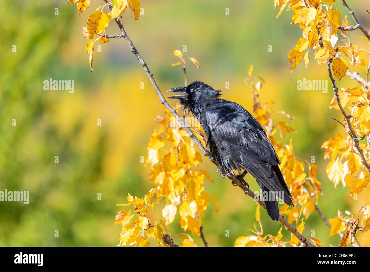Smart, black raven seen in wild with fall yellow and orange background in northern Canada. Stock Photo