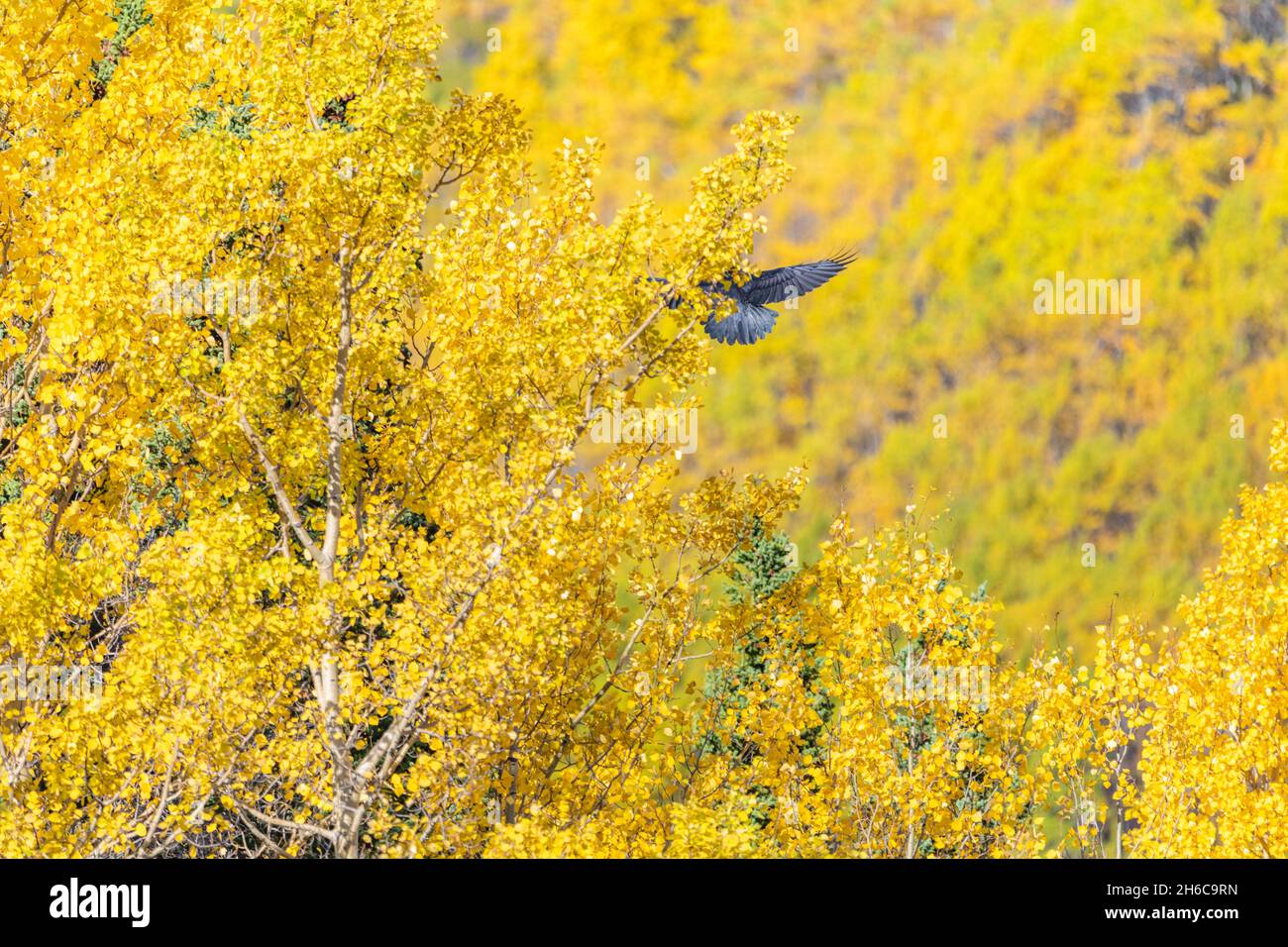 Smart, curious and beautiful black raven seen in the wild with fall, autumn yellow and orange leaf background. Stock Photo