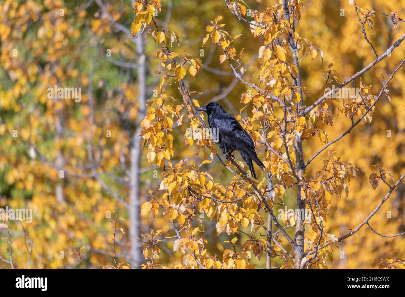 Smart, curious and beautiful black raven seen in the wild with fall, autumn yellow and orange leaf background. Stock Photo