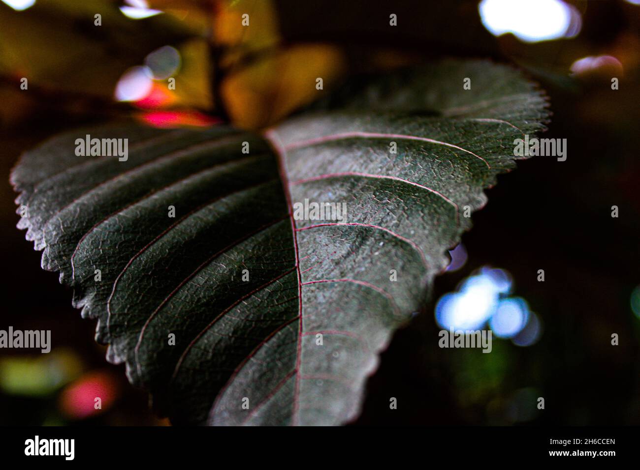 A green leaf with veins Stock Photo