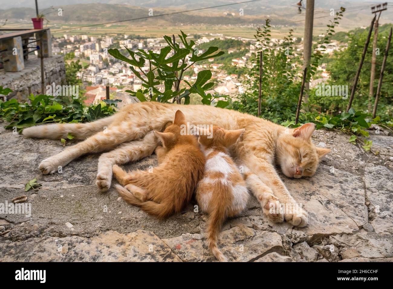 Stray kittens hires stock photography and images Alamy