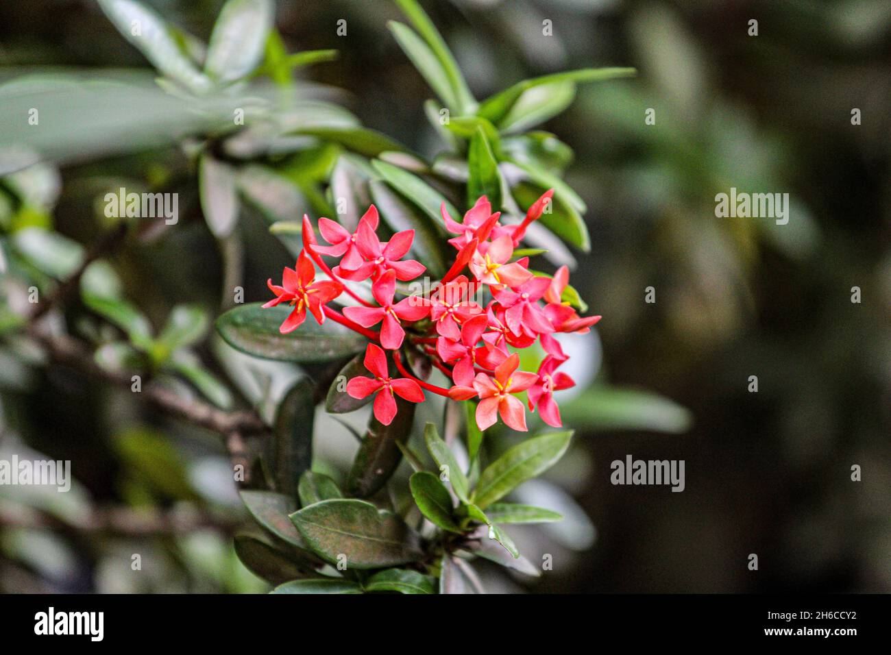 Ixora coccinea, also known as jungle geranium, flame of the woods or jungle flame or pendkuli Stock Photo