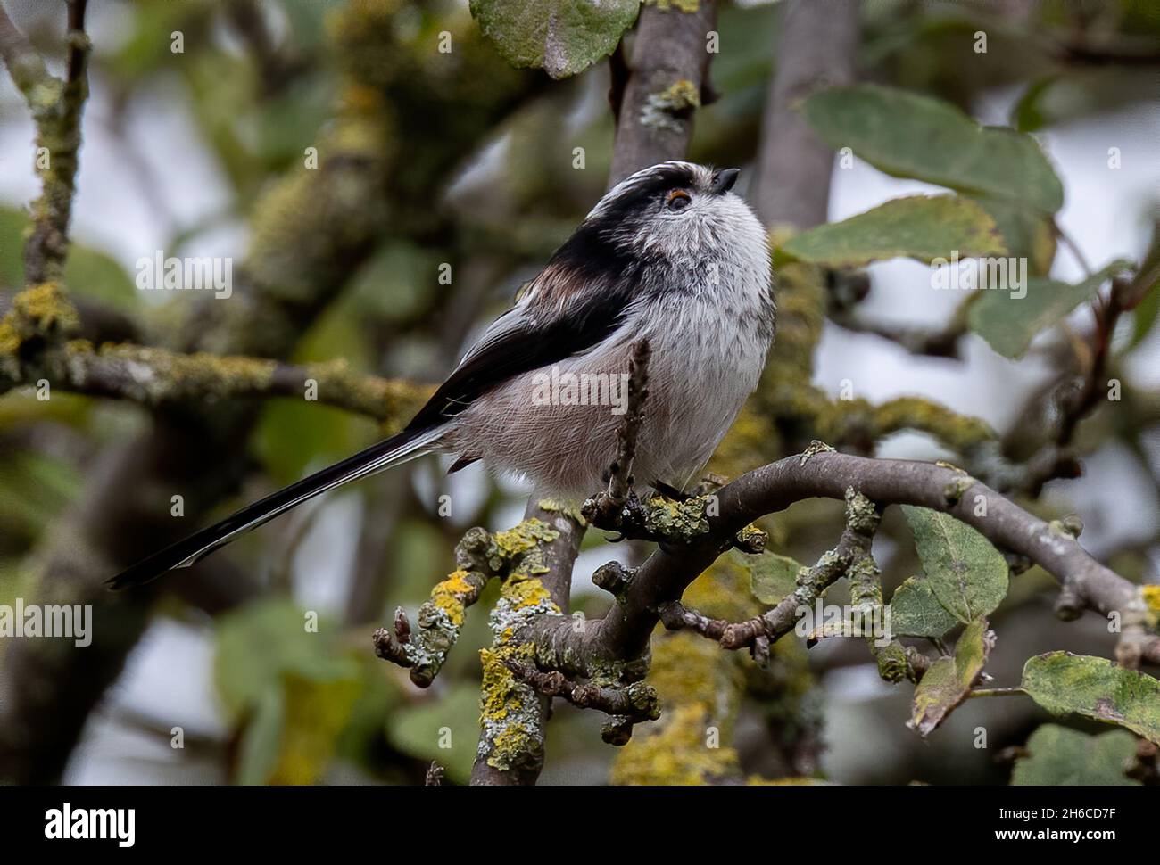 Closeup shot of a warbler bird perched on a tree branch Stock Photo - Alamy