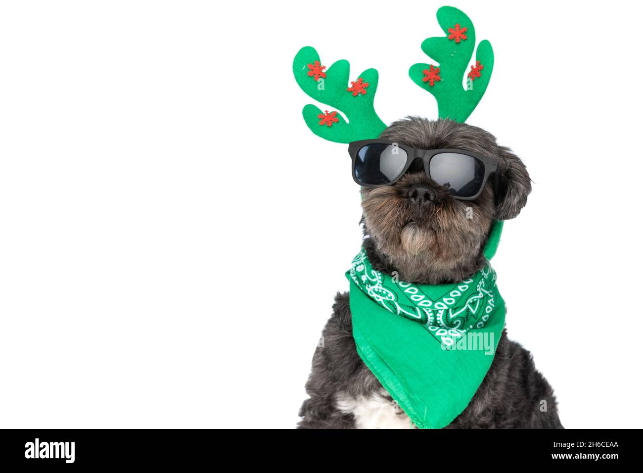 Hunting Dog Metis cool metis dog wearing reindeer horns, a bandana and sunglasses on ...