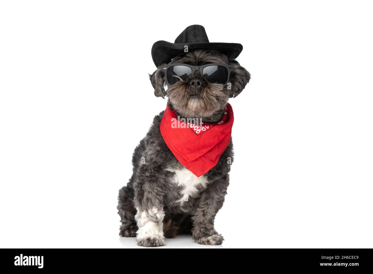 cool black dog wearing sunglasses, a cowboy hat and a bandana in a fashion pose Stock Photo