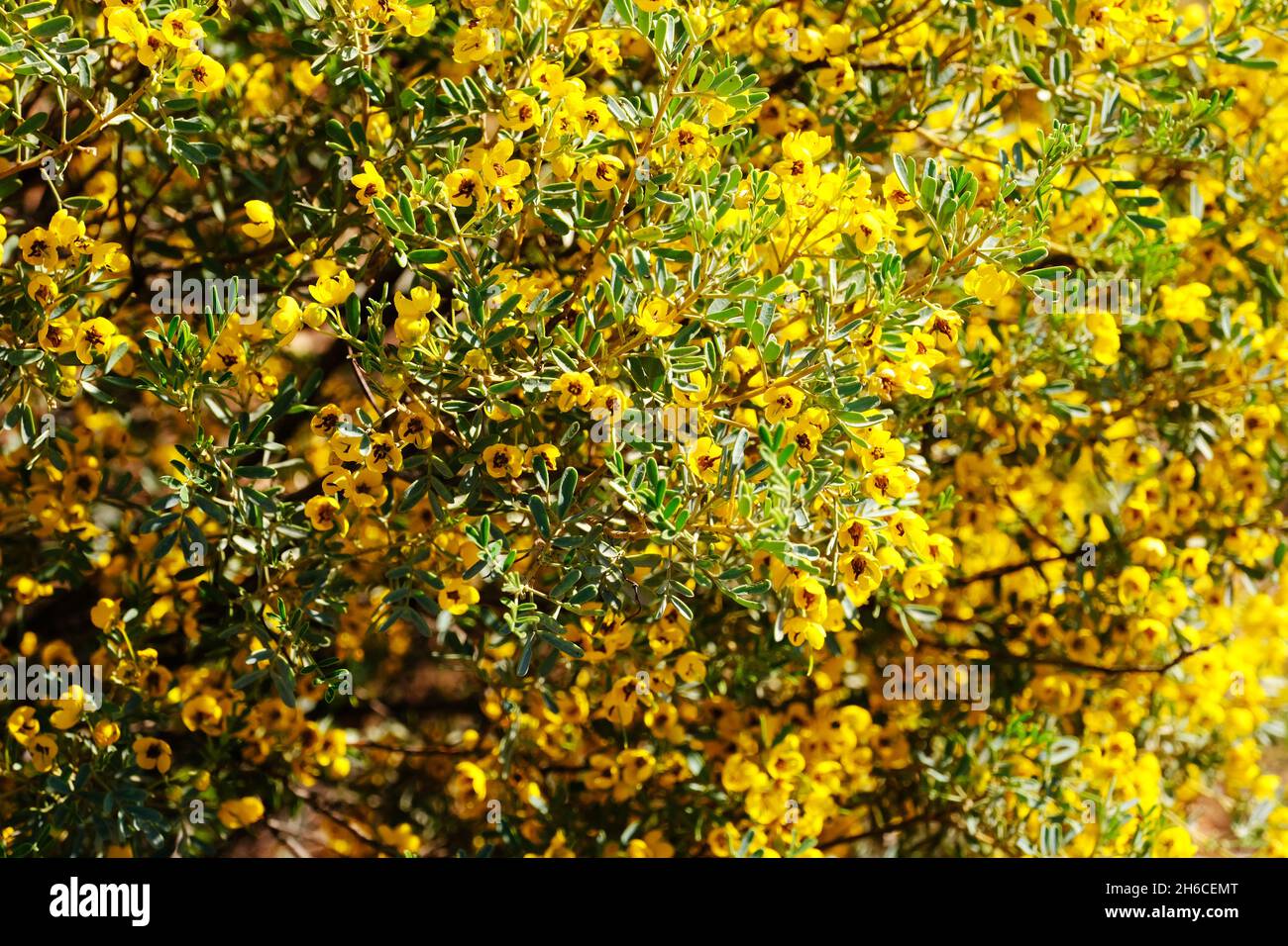 Yellow flowers growing in the Flinders Ranges in Australia Stock Photo