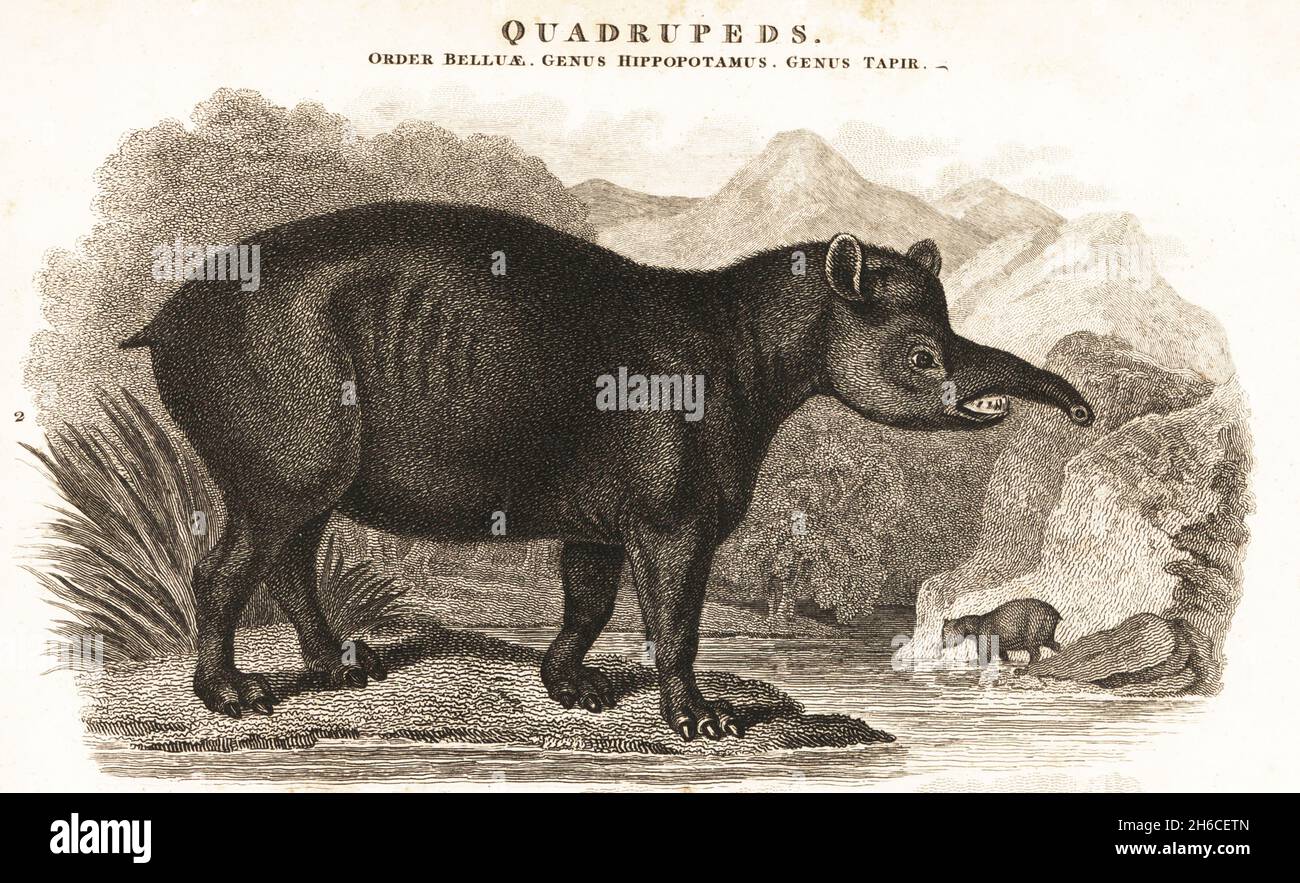 South American tapir, Tapirus terrestris (Tapir americanus). From an original drawing in the collection of E. Woodford. Quadrupeds Copperplate engraving by J. Scott after an illustration by Sydenham Edwards from Abraham Rees' Cyclopedia or Universal Dictionary of Arts, Sciences and Literature, Longman, Hurst, Rees and Orme, London, 1809. Stock Photo