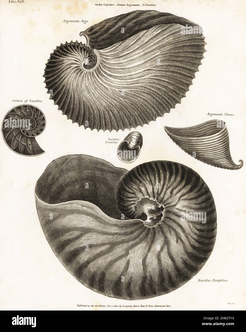 Argonauta hires stock photography and images Alamy