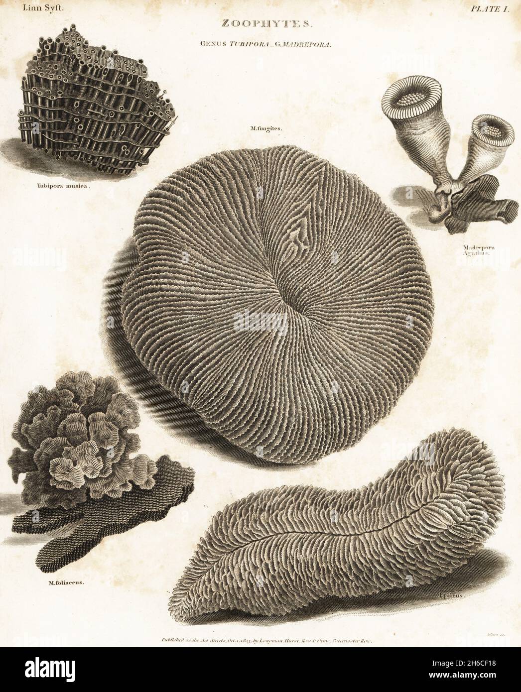 Organ pipe coral, Tubipora musica, mushroom coral, Fungia fungites, bowl coral, Halomitra pileus, Madrepora foliaceus and Madrepora agathus. Copperplate engraving by Milton from Abraham Rees' Cyclopedia or Universal Dictionary of Arts, Sciences and Literature, Longman, Hurst, Rees and Orme, London, 1803. Stock Photo